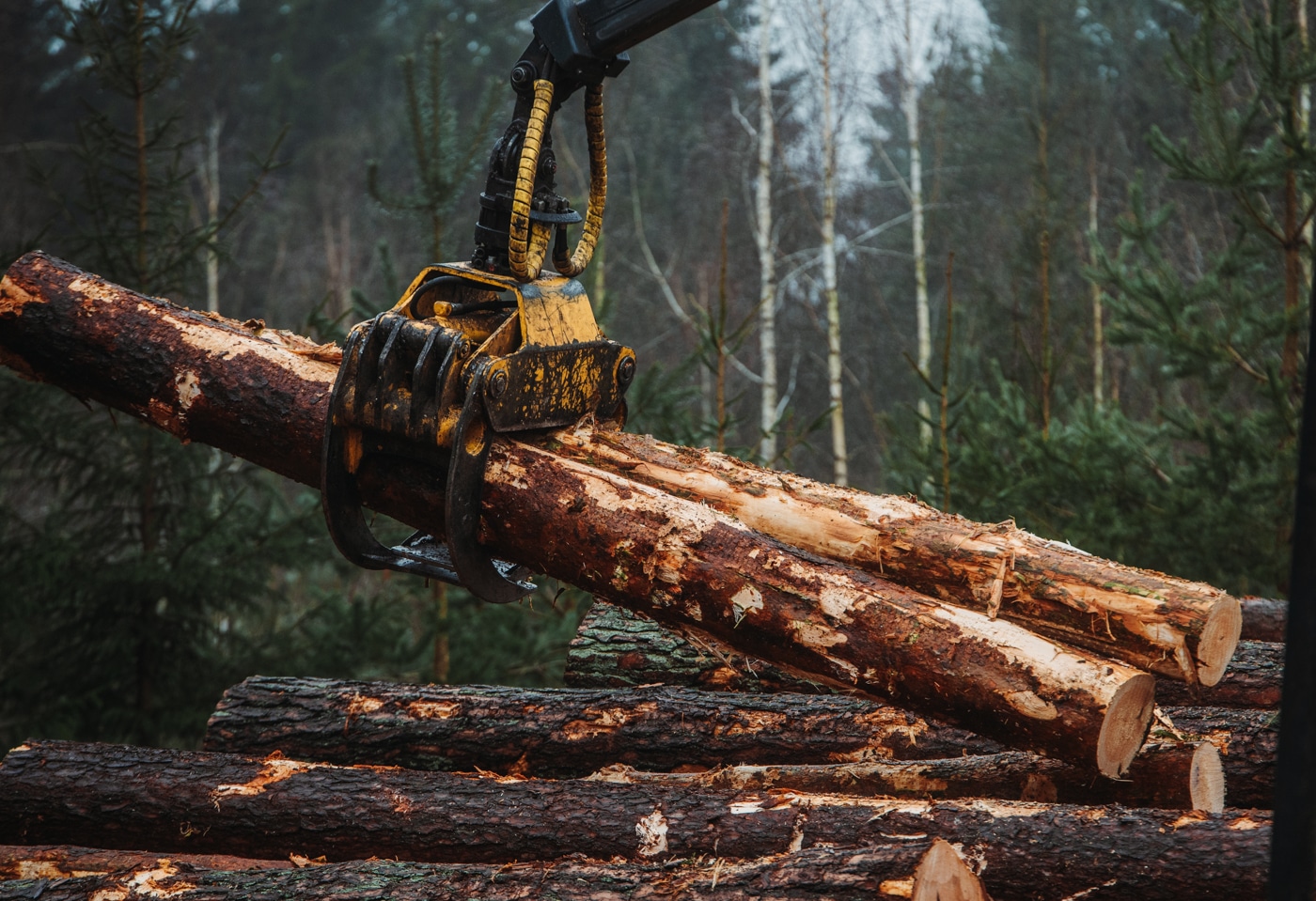 A log loader stacking harvested timber at a logging site